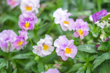 薄紫色のパンジー_ビオラ