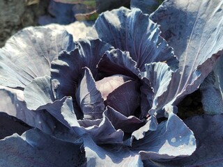 Cabbage vegetable food Nature Plants