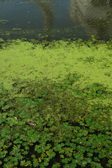 overgrown surface of the river with green water lilies