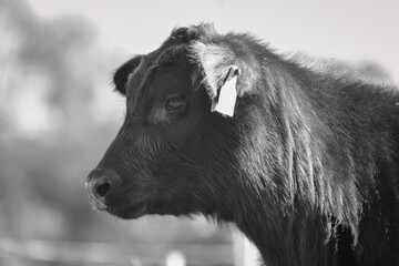 Fototapeta premium male breeding calf Aberdeen Angus in black and white