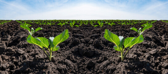 Fototapeta premium Young seedlings of green cabbage growing in a field of soil. Close up on sprouting agricultural brocli on a field at sunset.