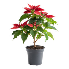 Fototapeta premium A vibrant red poinsettia plant in full bloom, showcasing its intricate petals and bright green leaves, isolated on a white background (2)