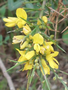 Ulex parviflorus. Aulaga. Arbusto con flores amarillas. Tajo. &Aacute;rgoma. 