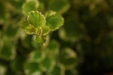 Close-up of variegated leaves of Coleus madagascariensis plant. Leaf pattern. Black background with copy space for text.
