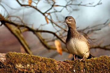 Lady Duck