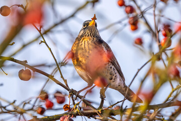 Wacholderdrossel (Turdus pilaris) Vogel