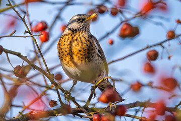 Wacholderdrossel (Turdus pilaris) Vogel