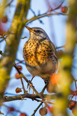 Wacholderdrossel (Turdus pilaris) Vogel