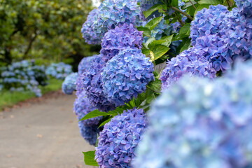 Blue hydrangea flowering plants frame garden path © photohampster