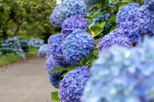 Blue hydrangea flowering plants frame garden path