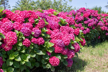 Hydrangea macrophylla plants with red flowers.
