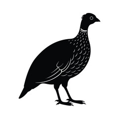 francolin