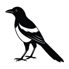 magpie