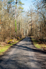 path in the woods