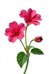 Isolated Pelargonium flowers on white background, floral, blooming