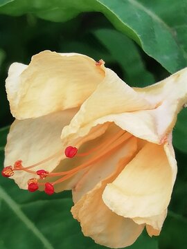 Mirabilis jalapa. Dondiego de noche. Dompedros. Periquito. Maravilla del Per&uacute;. Clavellina. Nochera. 