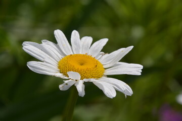 Obraz premium A brilliant white daisy in the summer sun.