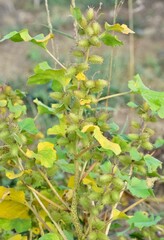 photos of thorny plants that grow spontaneously in nature.