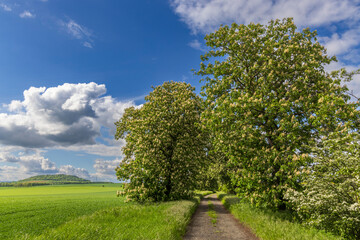 chestnut alley in the Czech Central Highlands