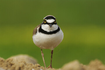 River Plover.
The plover runs straight for the camera. Curiosity?