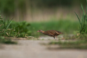 Mysterious Corncrake.
Corncrake (Crex crex) - a secretive bird with a distinctive voice. Endangered species, requires protection. Observation of a corncrake is a great fortune.
