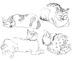 Cat sketch doodle style illustration set, hand drawn in ink from life