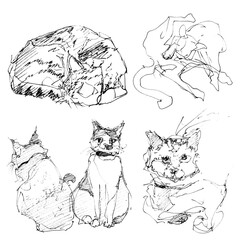 Cat sketch doodle style illustration set, hand drawn in ink from life