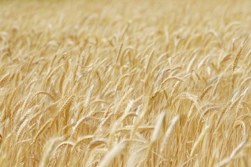 Ripe wheat stalks swaying gently in the breeze create a mesmerizing golden wave across a vast field