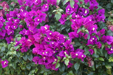 Pink Bougainvillea in the garden 