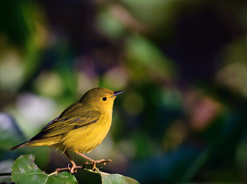 Yellow Warbler 