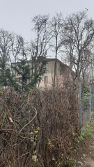 city, building, fence, slope, hedge, trees, grass, dry leaves