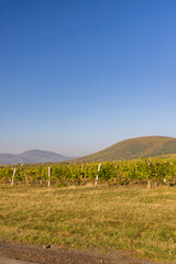 Autumn vineyard near Tokaj town, Tokaj region, Great Plain and North, Hungary