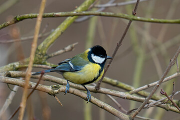 Titmouse in the garden in winter. © Piotr
