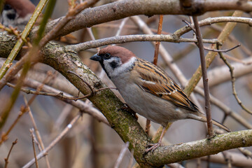 Mazurek, wróbel mazurek, wróbel polny (Passer montanus)