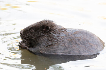 River beaver eating grass close-up