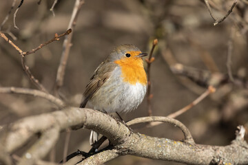 Robin bird sits on a tree branch close up