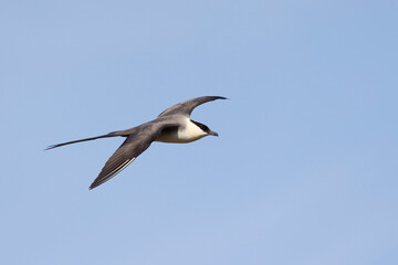 Long-tailed jaeger bird flies over the tundra