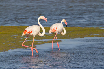 Flamingo in Parc Naturel regional de Camargue, Provence, France