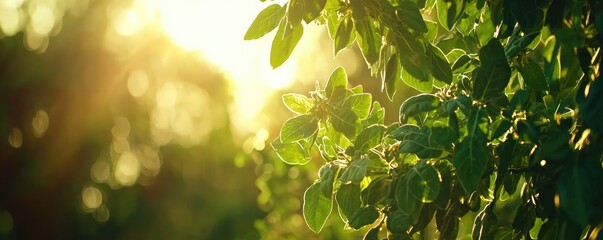 Obraz premium Sunlight Illuminating Fresh Green Leaves in a Lush Morning Garden During Sunrise