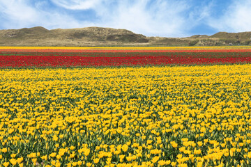 campi con filari di narcisi gialli e rossi intorno al paesino di Den Hoorn nell'isola di Texel, la...