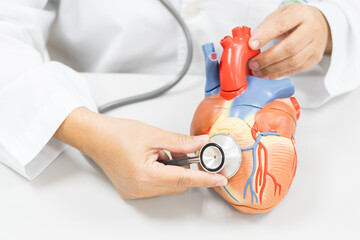 Doctor hand holding stethoscope show check heart model anatomy human body model on white background.Cardiologist showing support for heart and cardiac health.Heart attacks and medical treatment.