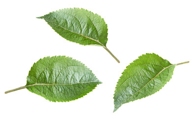 apple green leaf isolated on white background. clipping path