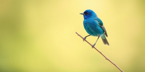 Fototapeta premium Indigo bunting's vibrant plumage visible as it sits on a thin branch against a subtle green and creamy backdrop, indigo bunting, nature photography, bird behavior