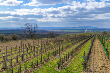 Fototapeta premium Vineyard near Velke Bilovice, Southern Moravia, Czech Republic