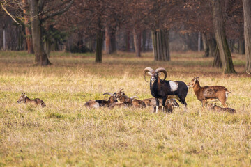 Sika deer - Cervus nippon, doe and mouflon in meadow and forest. Photo from wild nature