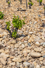 Typical vineyard with stones near Chateauneuf-du-Pape, Cotes du Rhone, France