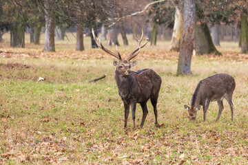 Sika deer - Cervus nippon, doe and mouflon in meadow and forest. Photo from wild nature