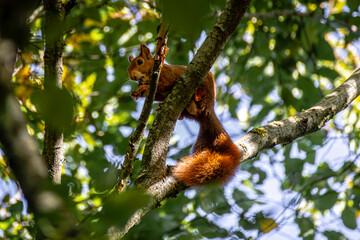Petit écureuil dans un arbre