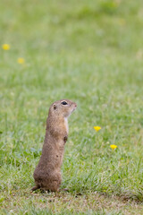 Ground squirrel colony (Syslovisko Biele vody), National park Muranska Planina, Slovakia