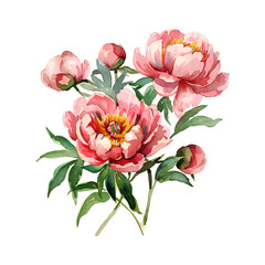 Peonies flowers and leaves isolated on white background. Watercolor hand drawn peony illustration for design.